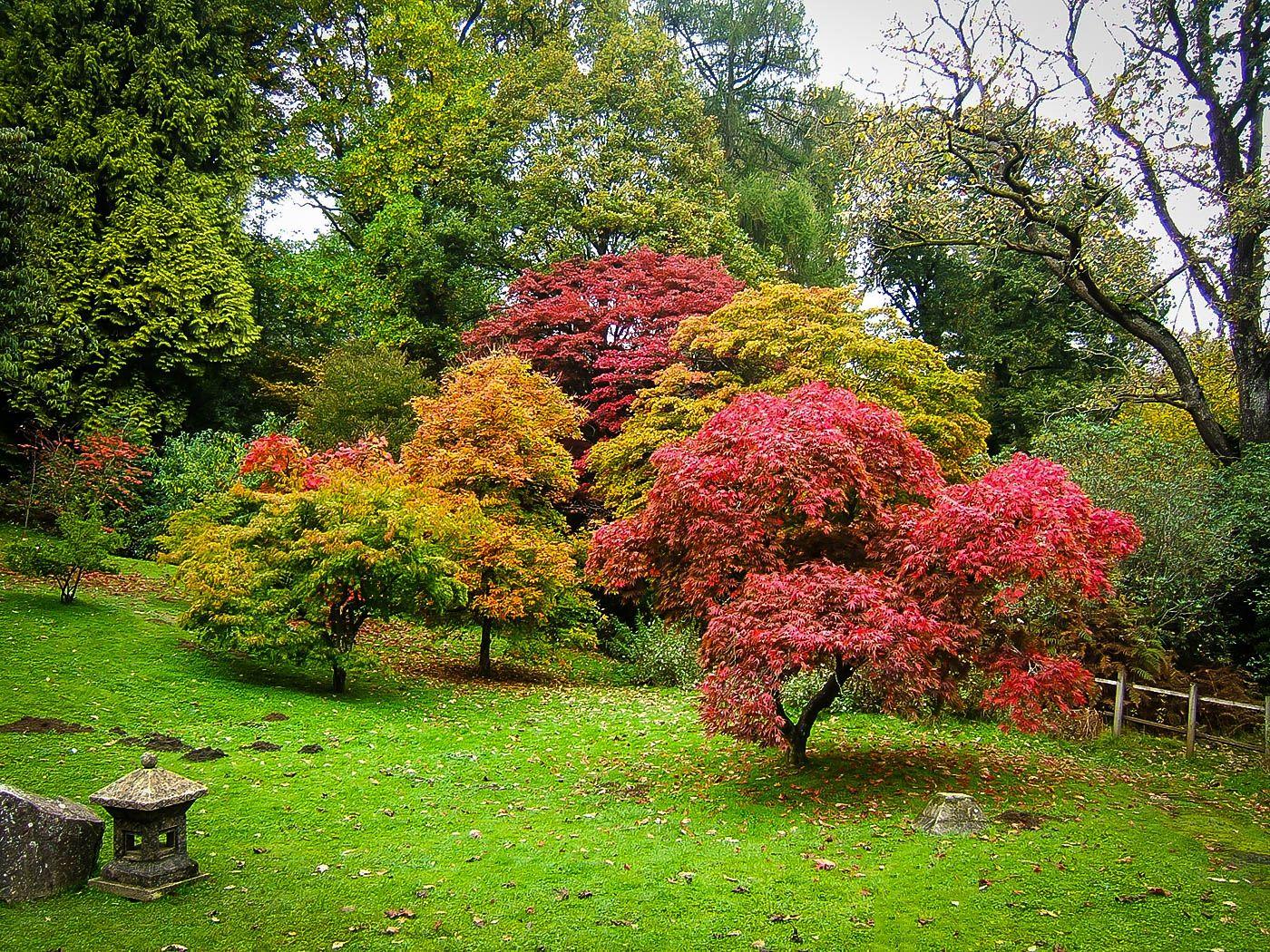 1400x1050 The Complete Japanese Maple Guide. The Tree Center™