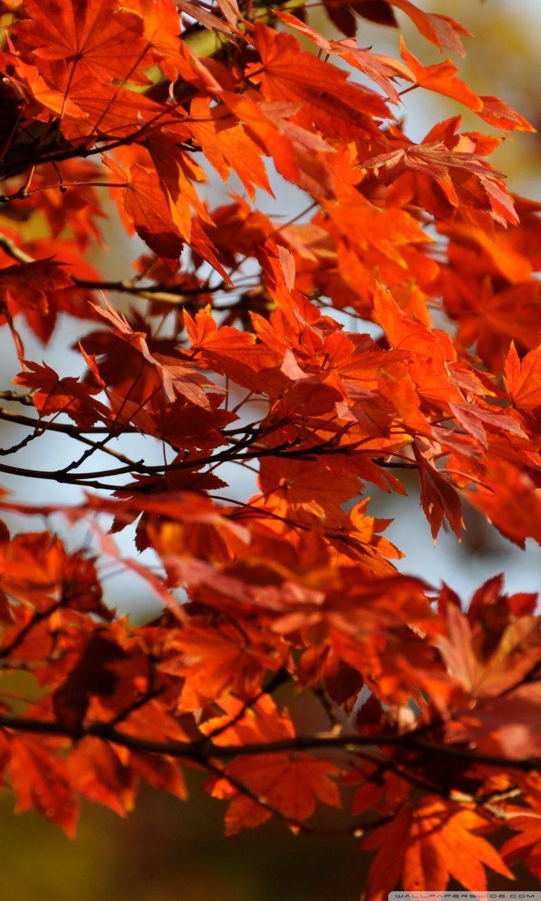 768x1280 Japanese Maple Tree Ultra HD Desktop Background Wallpaper for 4K UHD TV : Widescreen & UltraWide Desktop & Laptop : Tablet