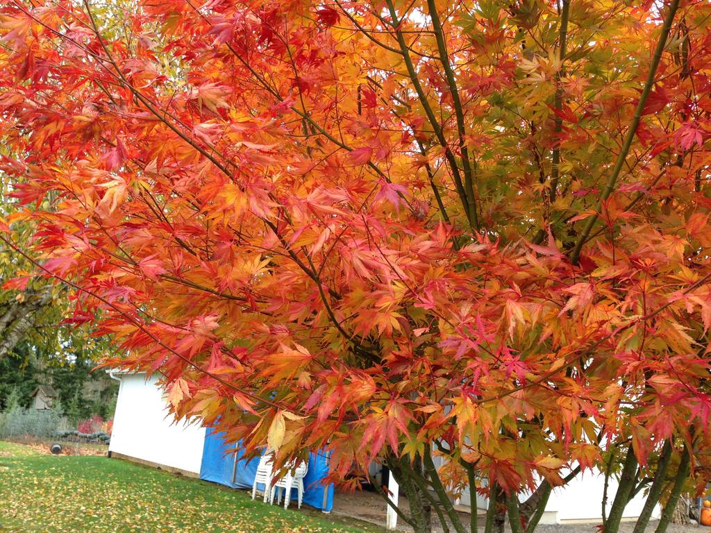 1024x768 Buy Acer palmatum 'Orange Flame' Great Fall Color Japanese Maple