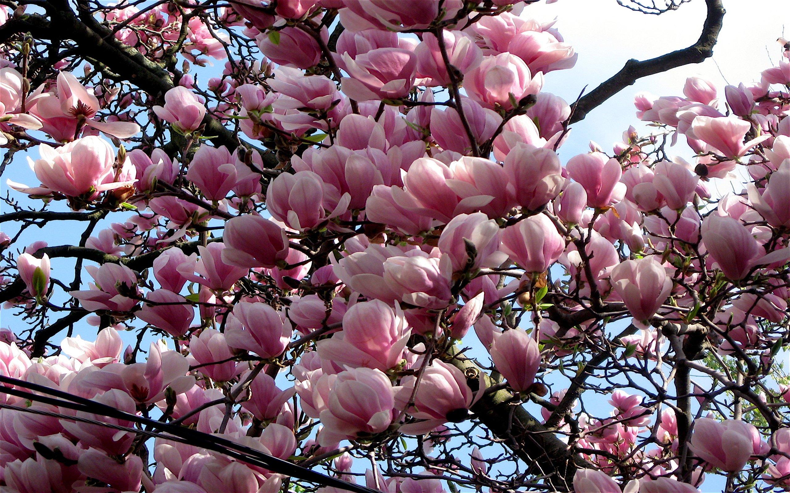 Magnolia Desktop Wallpapers - Top Free Magnolia Desktop Backgrounds ...