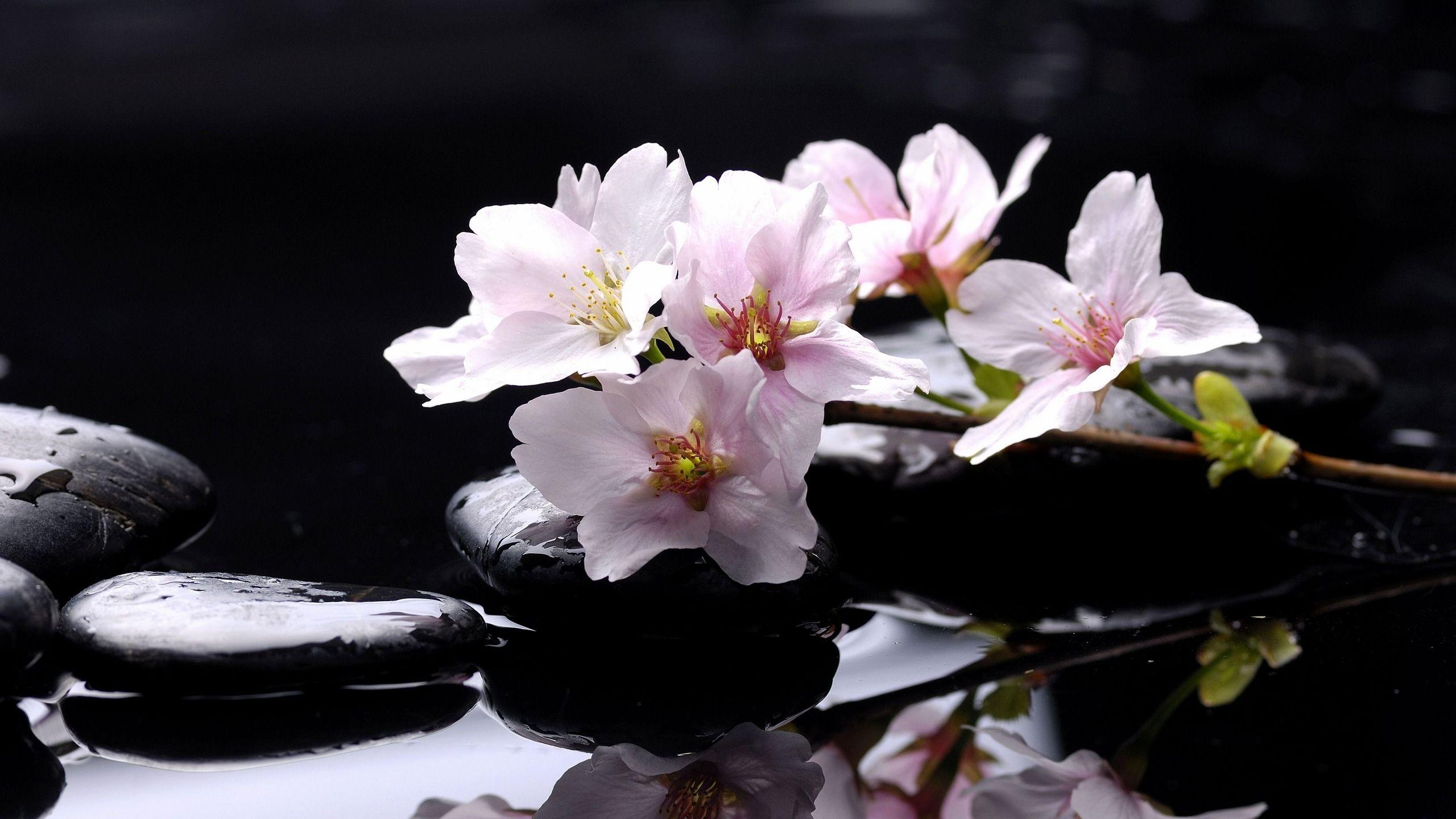2560x1440 Magnolia desktop PC and Mac wallpaper