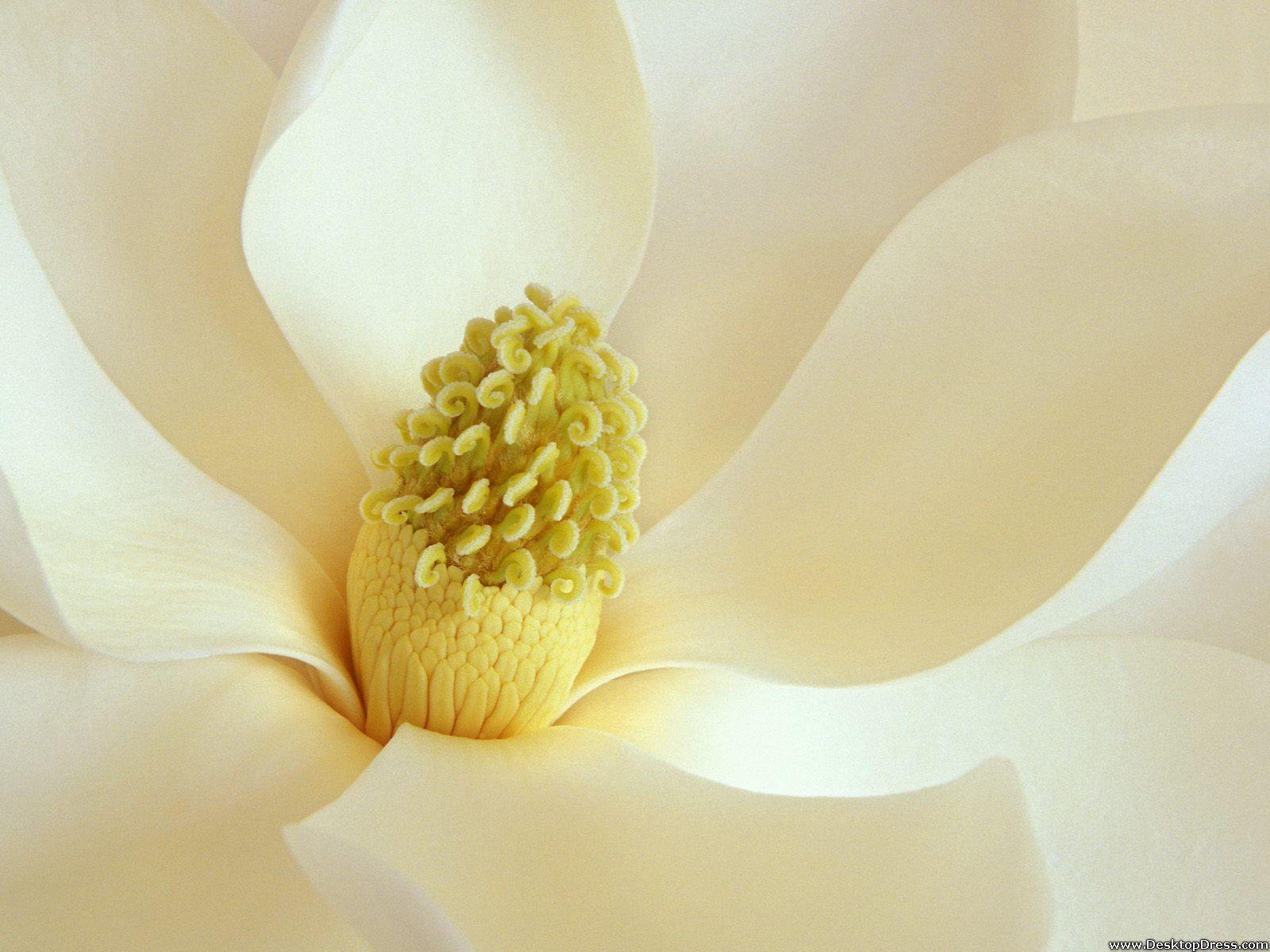 1600x1200 Desktop Wallpaper Flowers Background Magnolia Blossom