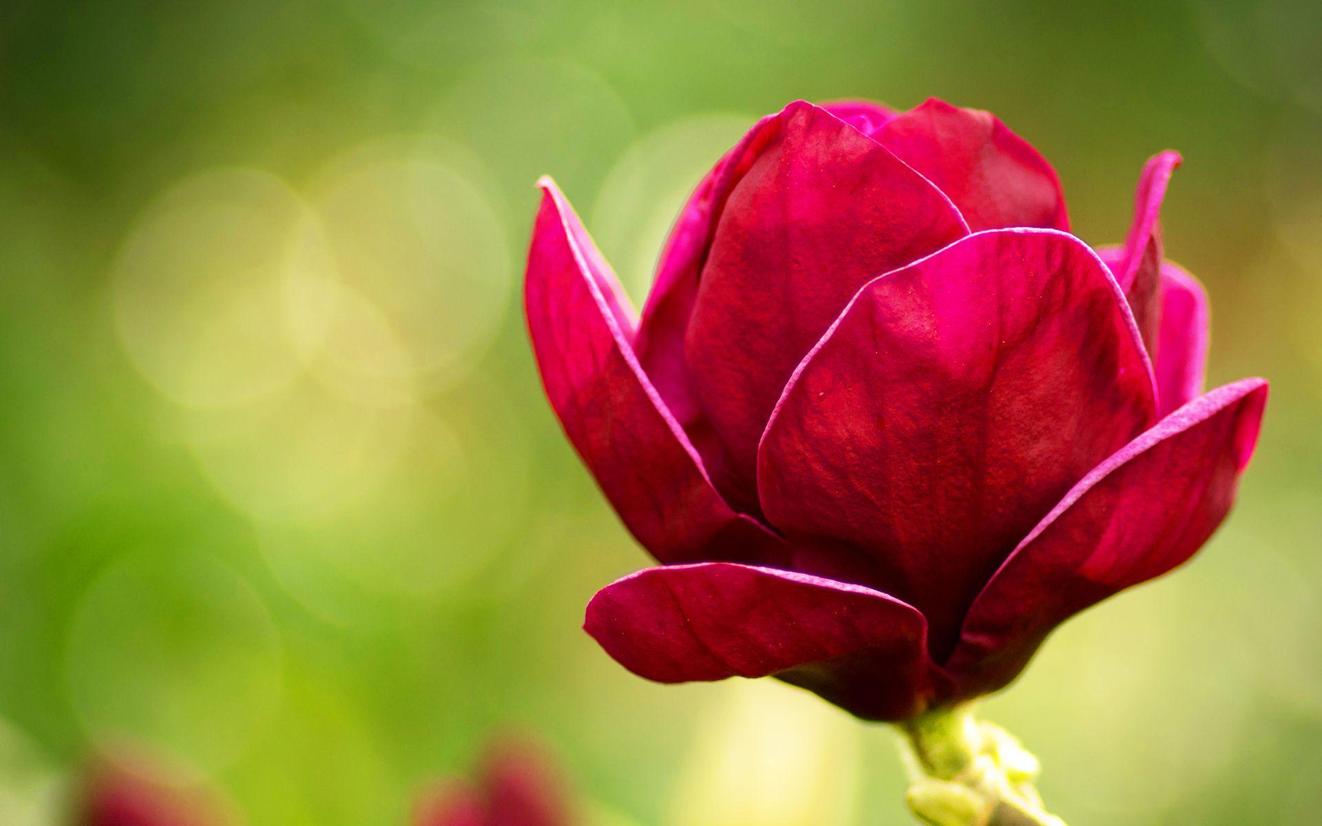 1920x1200 magnolia flower Desktop Wallpaperk HD