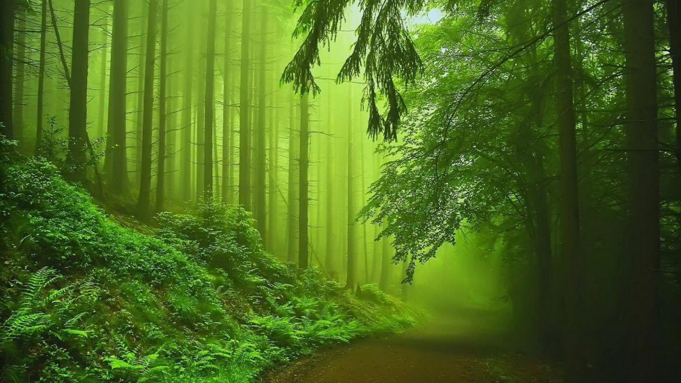 1366x768 Forests: Enters Leaves Road Trees Relax Forest Birch Pine Walk