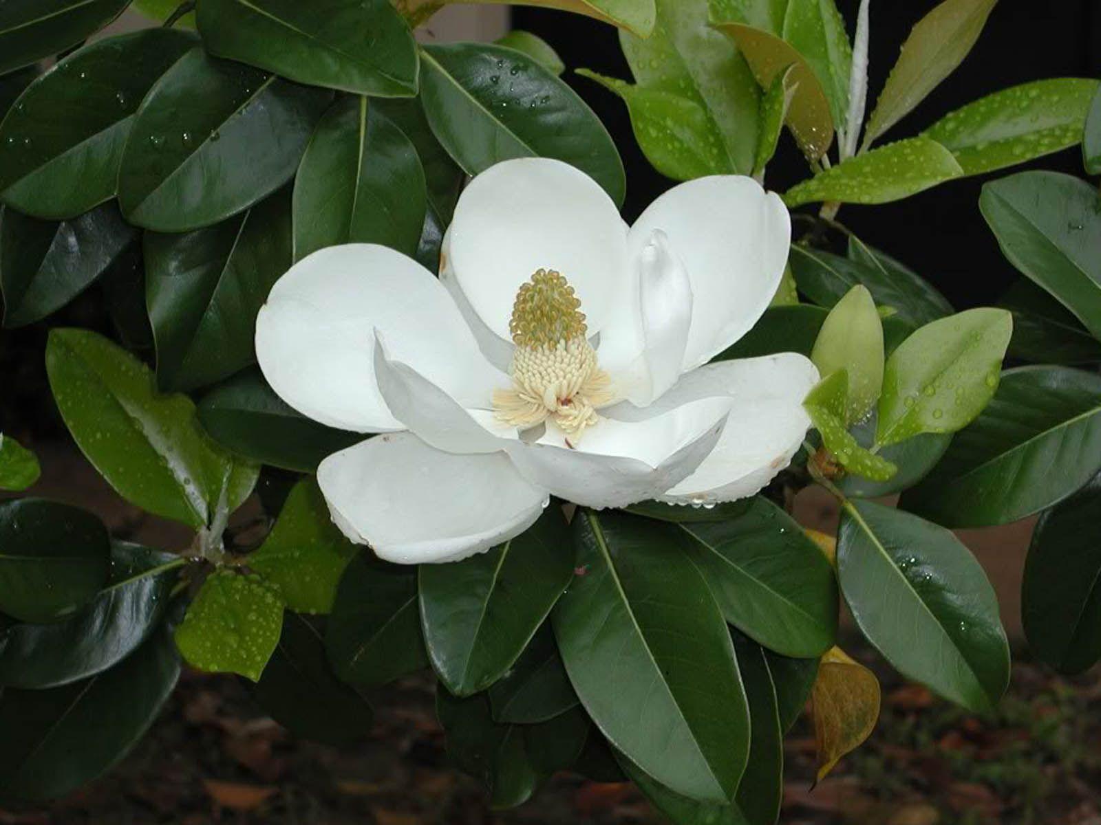 1600x1200 Desktop Wallpaper: Magnolia Blossom