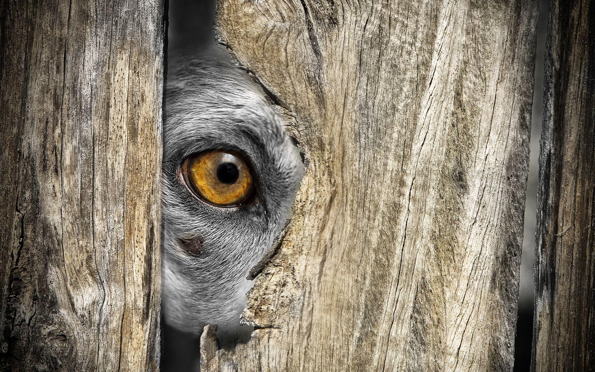 1920x1200 eye, Wood, Dog Wallpaper HD / Desktop and Mobile Background