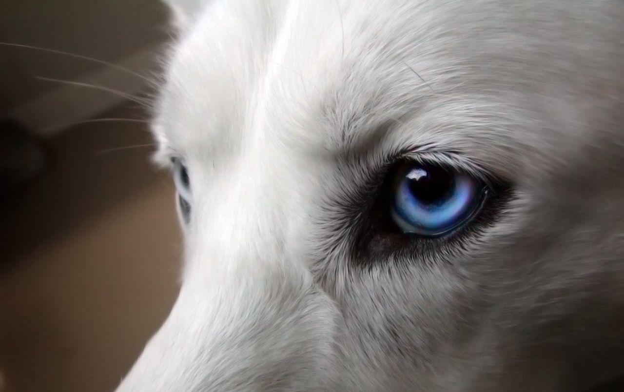 1280x804 Dog Blue Eyes Macro wallpaper. Dog Blue Eyes Macro