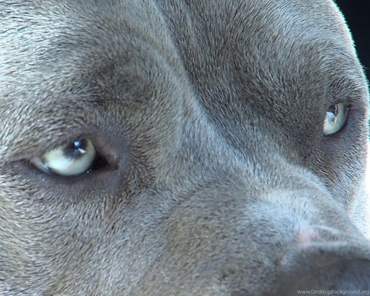 Dog Eyes Wallpapers - Top Free Dog Eyes Backgrounds - WallpaperAccess