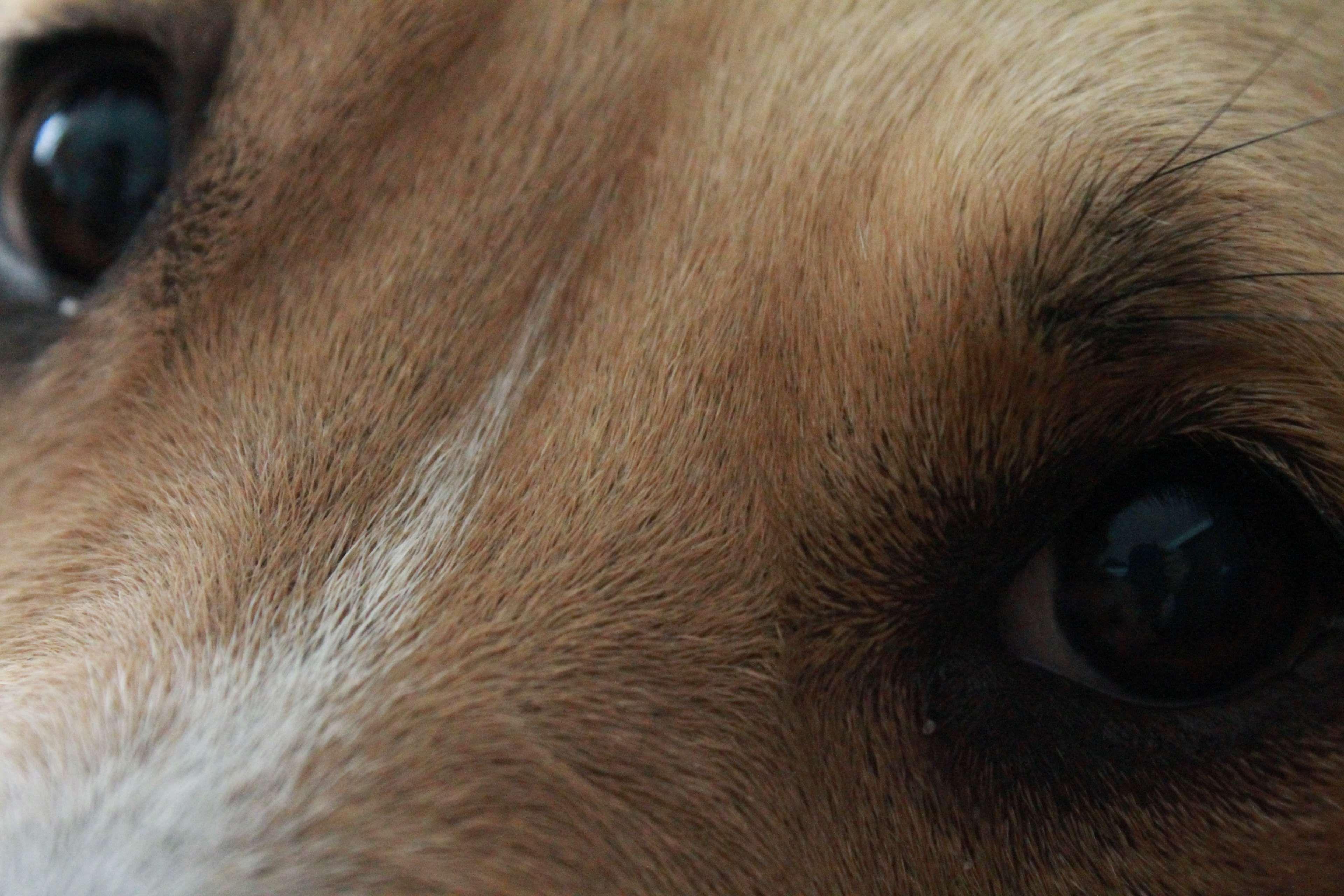 3840x2560 close up view #dog #dog eyes. Dog eyes, Dogs, Animal picture