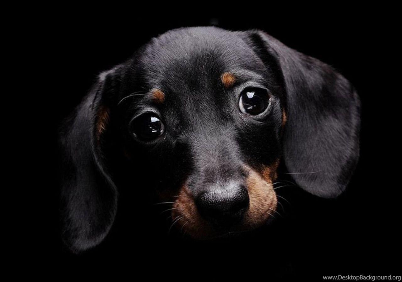 1280x900 Cute Dog With Sad Eyes Black Background Wallpaper Dogs With. Desktop Background