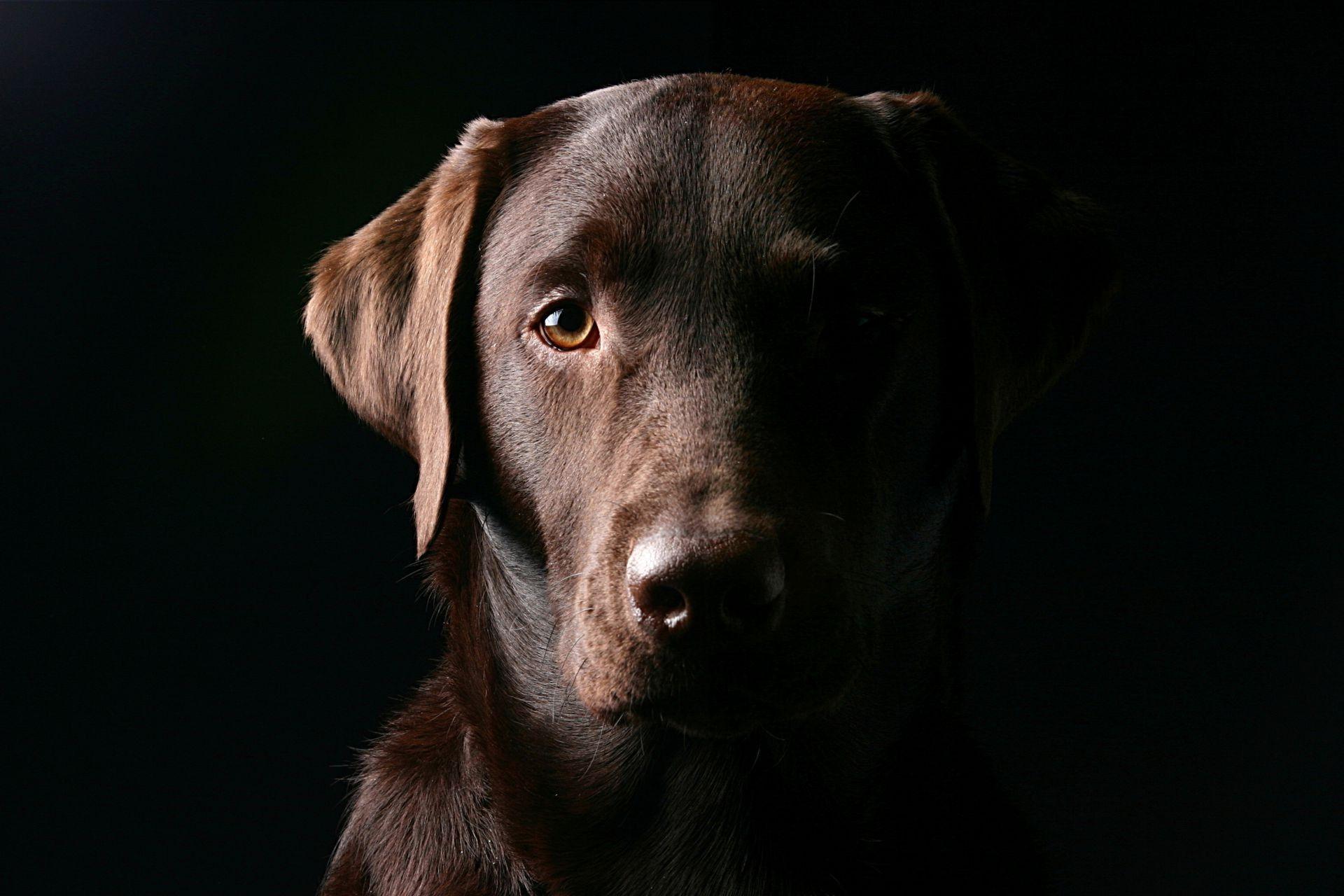 1920x1280 Black background Labrador Dog muzzle dog eyes