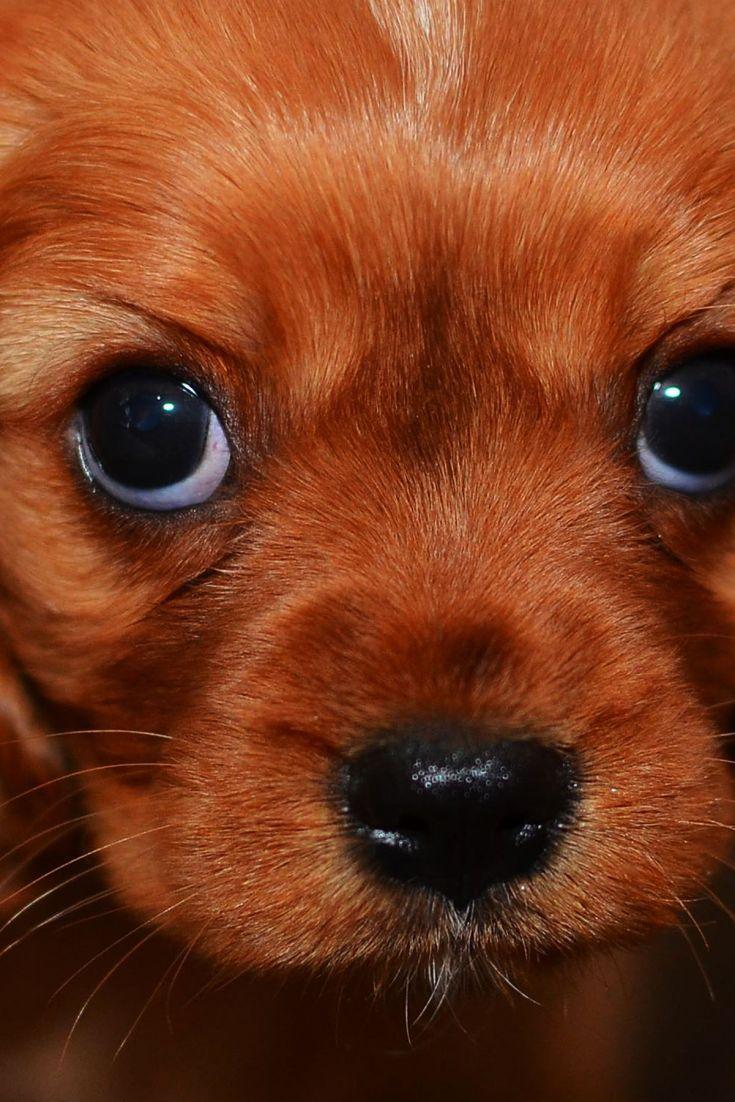 735x1102 Puppy Dog Eyes. Puppies, Puppy dog eyes, Dogs
