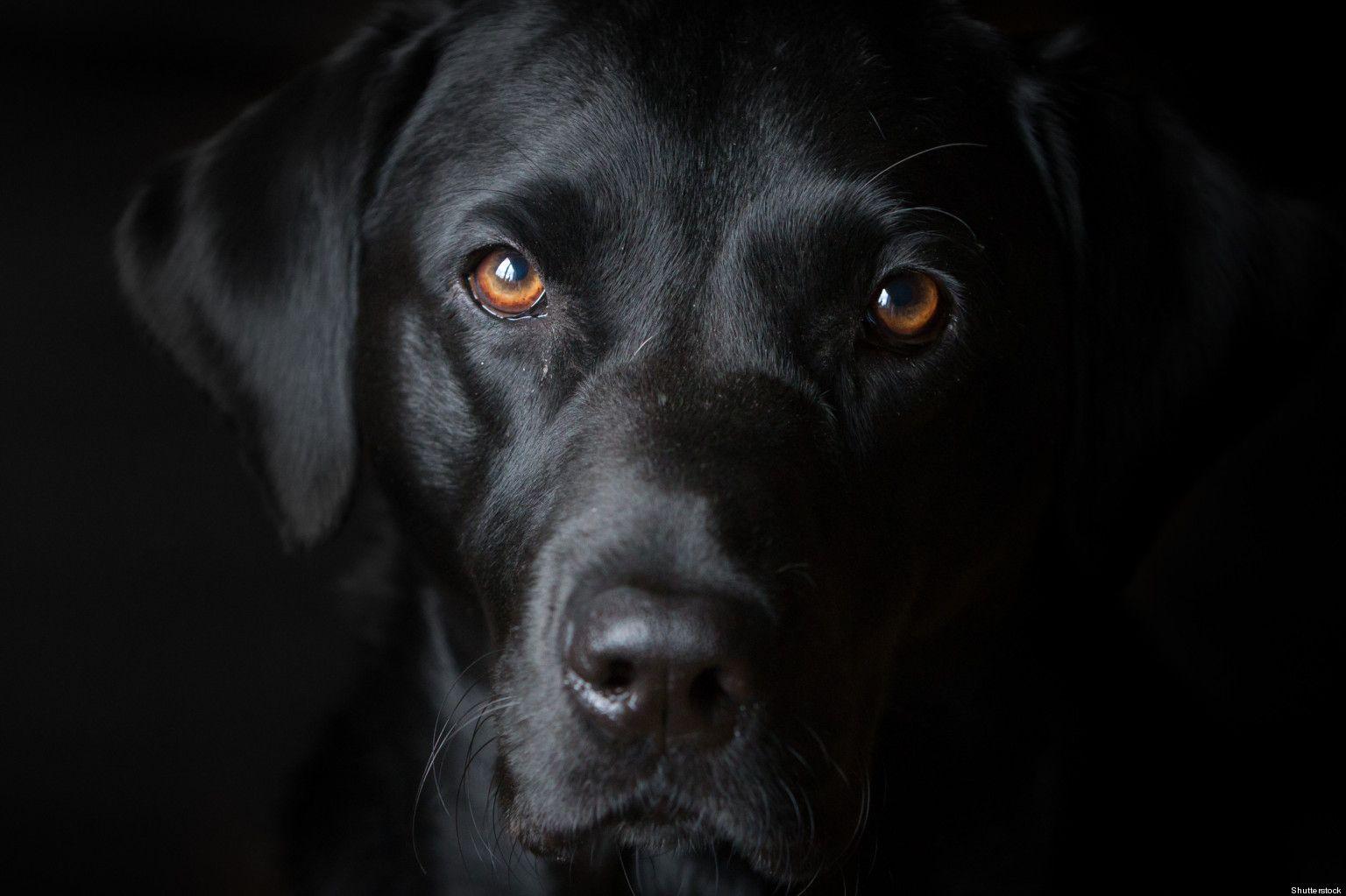 1536x1023 Black dog wallpaperx1023