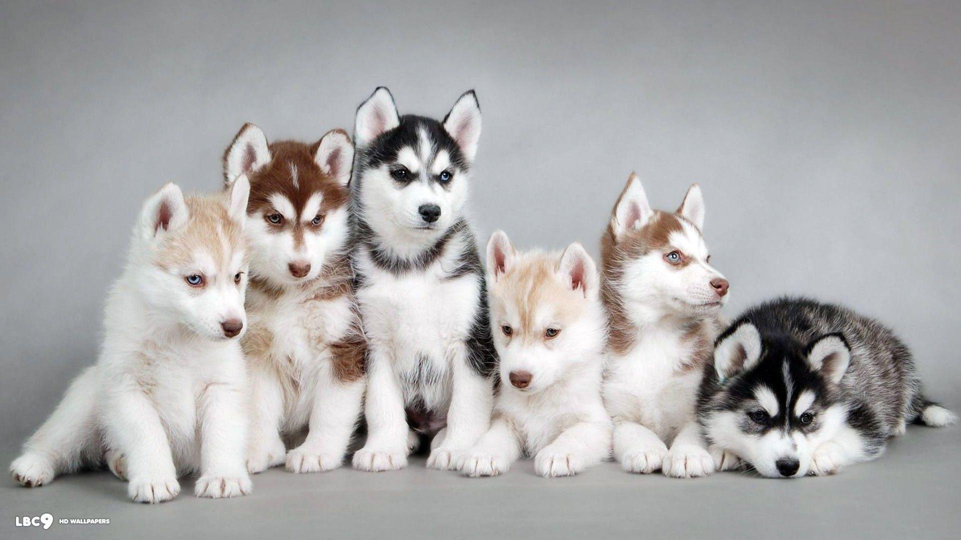 1920x1080 Babies Huskies Dog Wallpaper