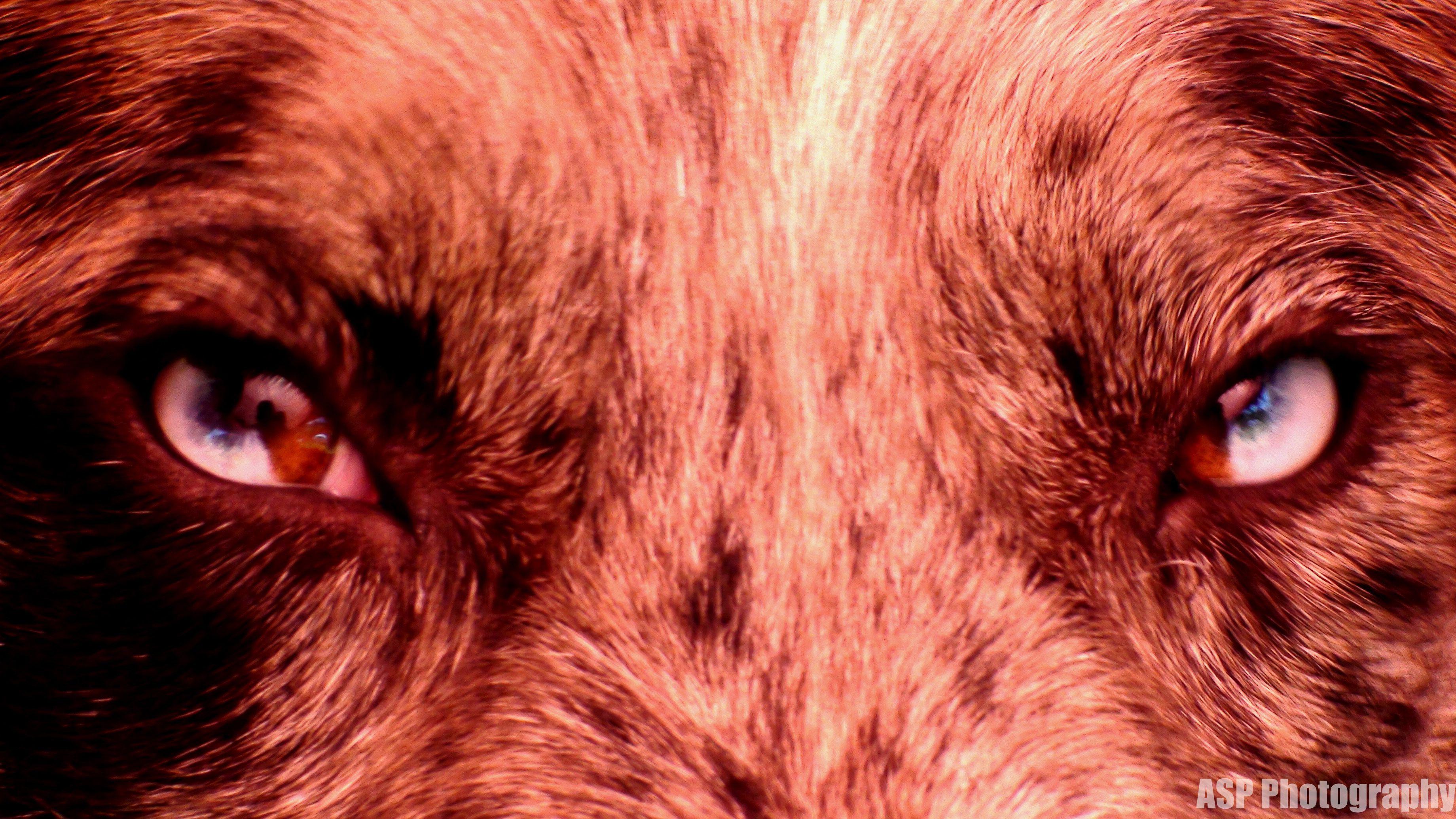 Dog Eyes Wallpapers - Top Free Dog Eyes Backgrounds - WallpaperAccess