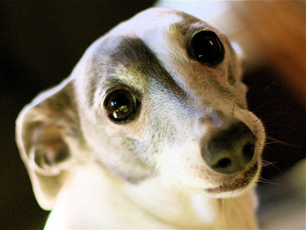 1024x768 Greyhound Wallpaper With Big Black Eyes