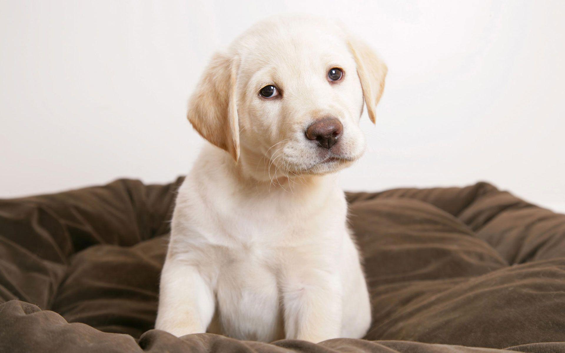1920x1200 Cute puppy eyes Wallpaper