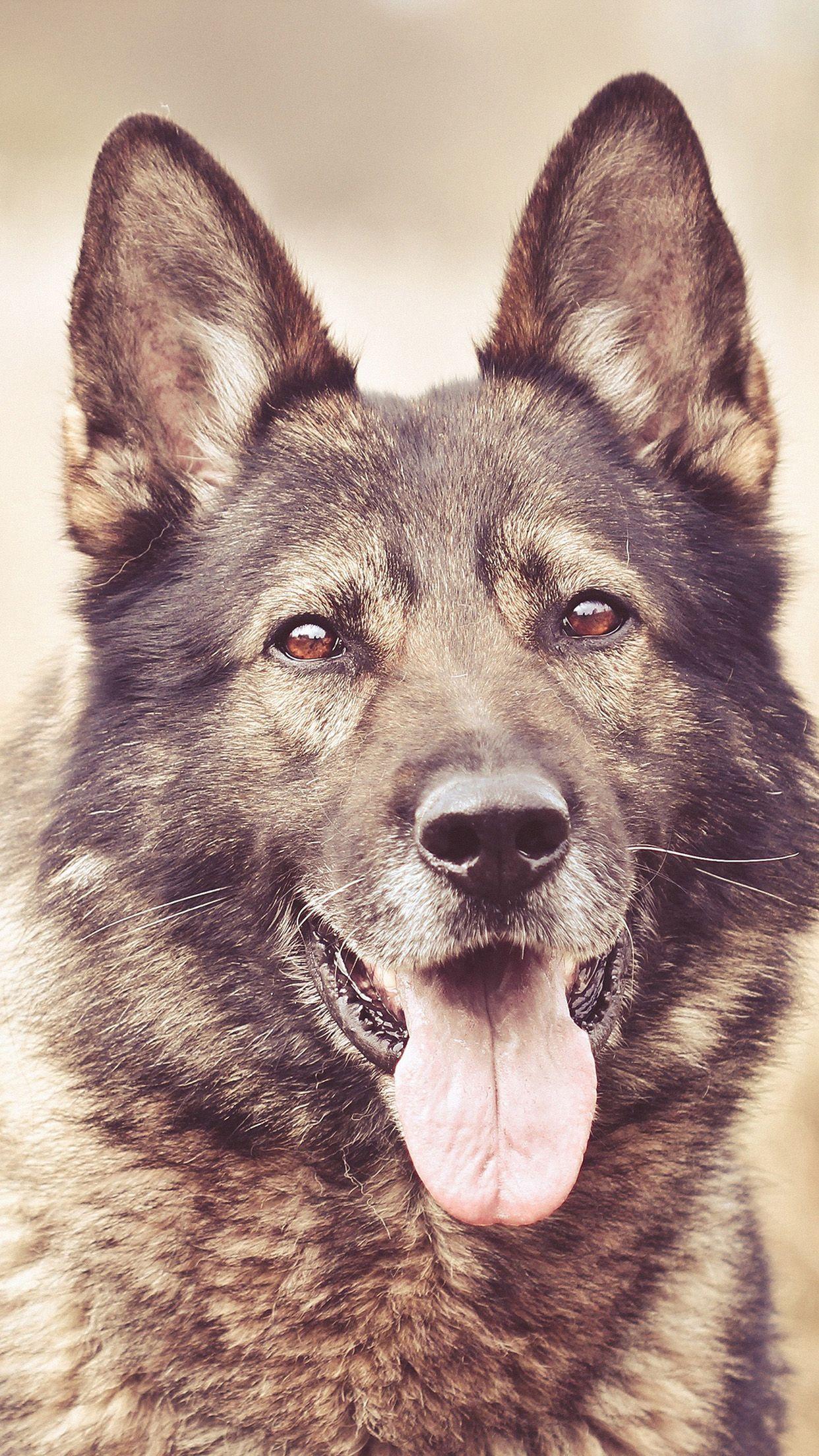 1242x2208 Shepard Dog Happy Profile Brown Eyes Tongue Android Wallpaper free download