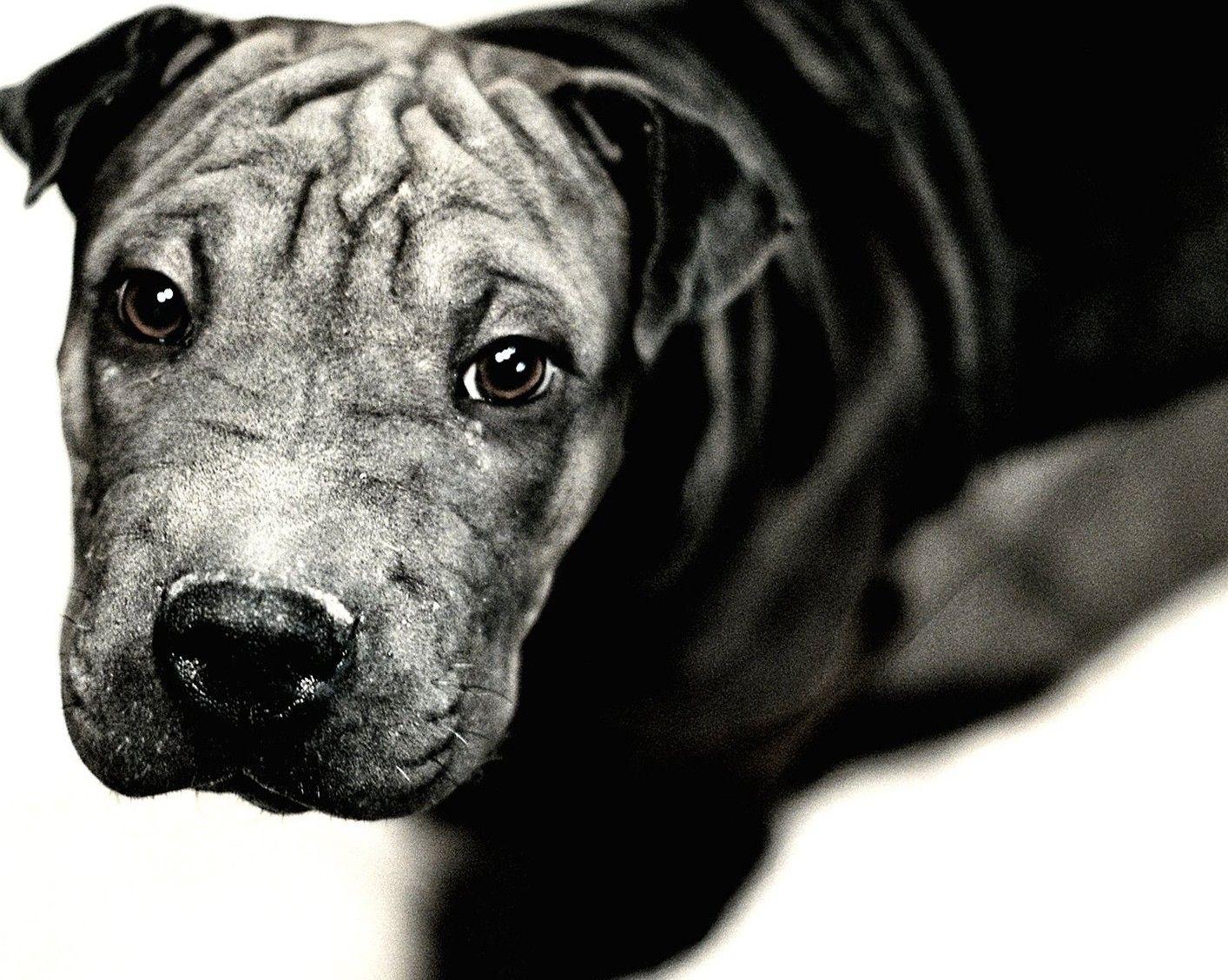1414x1128 Cool Dogs, Amazing Dogs, HD Wallpaper, Desktop Image, Dog Eyes, 1414x1128