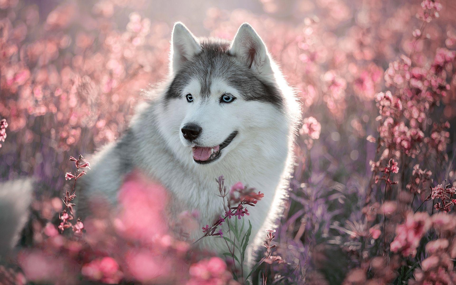 1920x1200 Husky Dog, Spring, Cute Animals, Dog With Blue Eyes