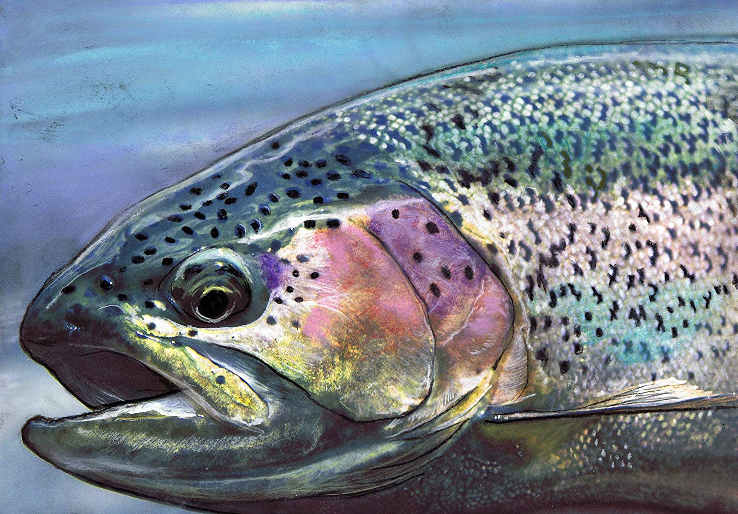 1500x1046 Rainbow Trout Wallpaper FREE Picture