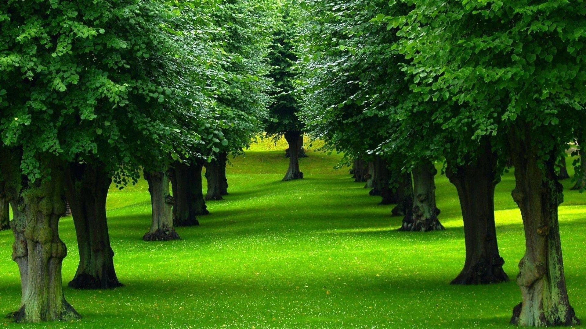 Green Tree Wallpapers - Top Free Green Tree Backgrounds - WallpaperAccess