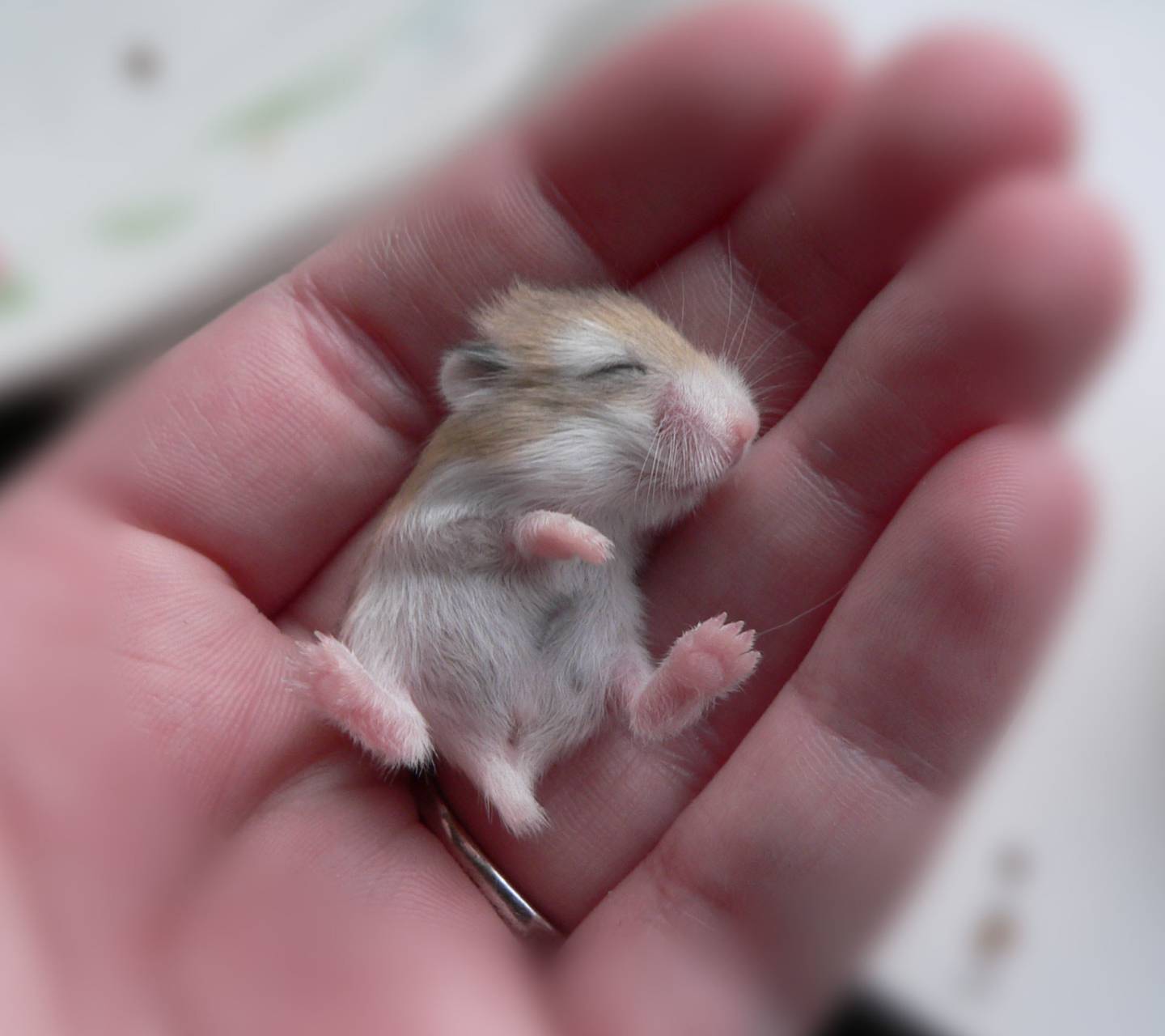 1440x1280 Baby Hamster wallpaper