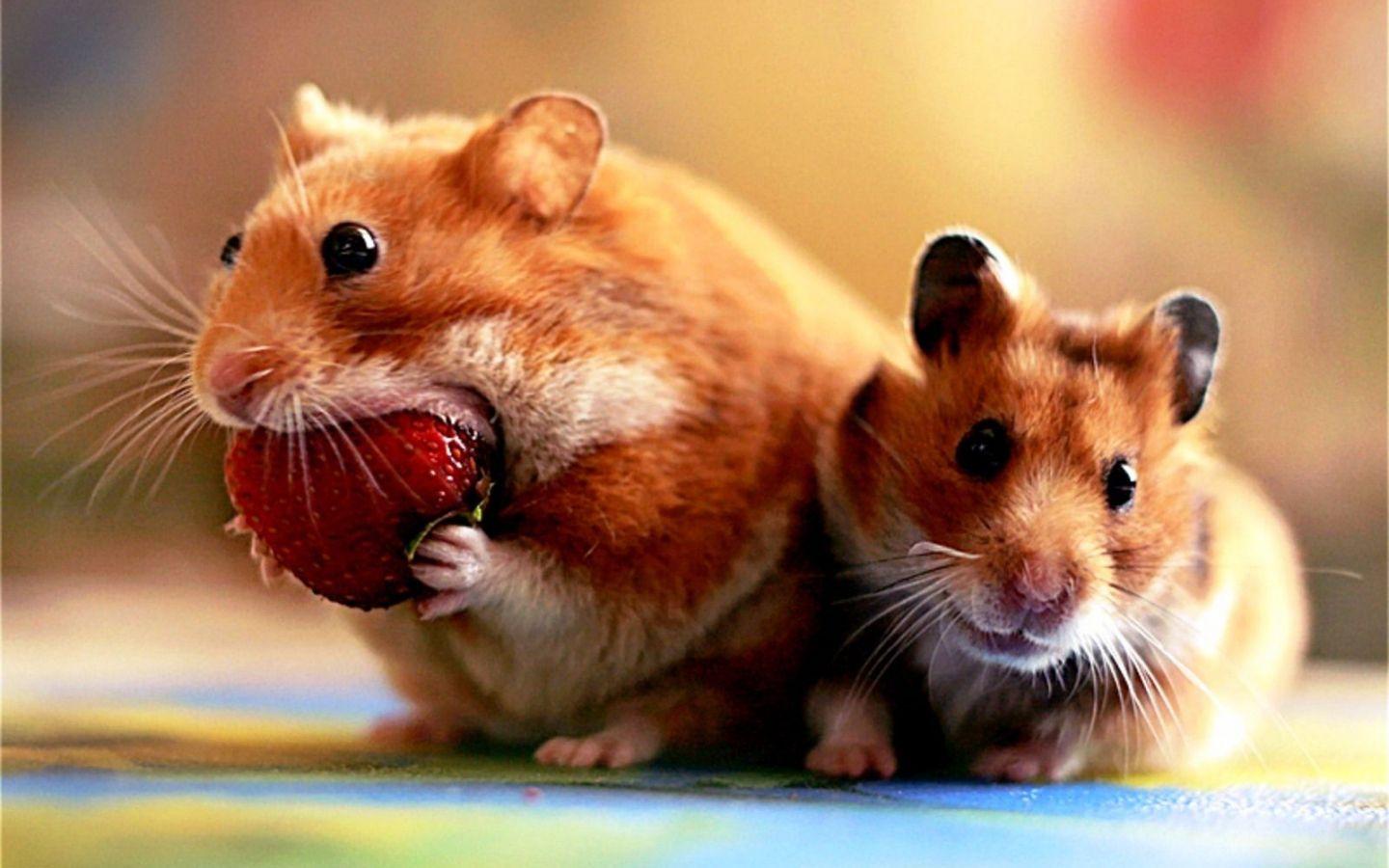 Funny Hamster Wallpapers - Top Free Funny Hamster Backgrounds -  WallpaperAccess