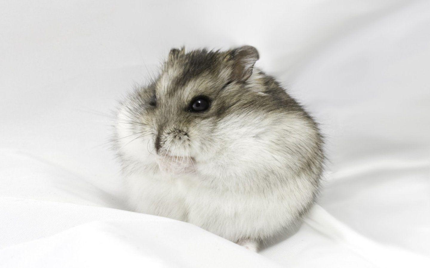 1440x900 Big Hamster Wallpaper Animals Desktop Dwarf Hamster Grey