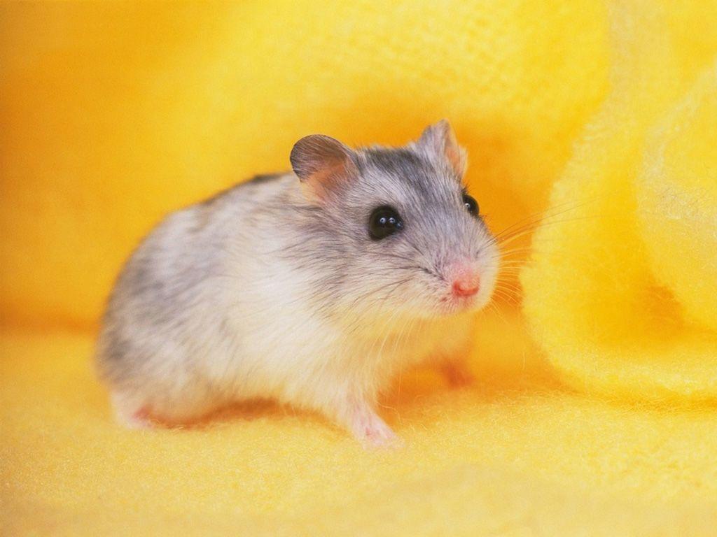 baby-hamster-wallpapers-top-free-baby-hamster-backgrounds