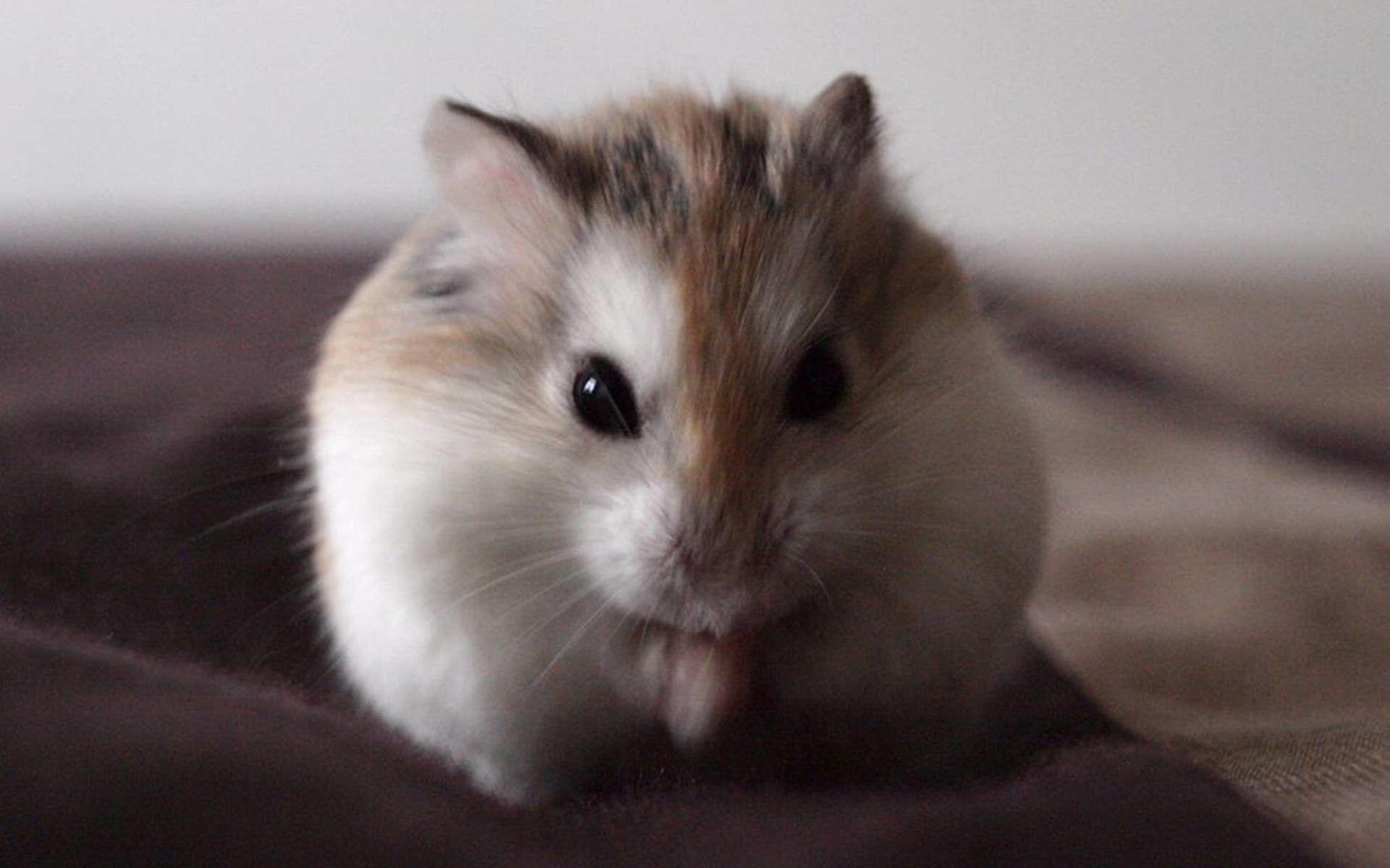 1920x1200 Wallpaper Â Hamster Wallpaper Desktop HD Wallpaper