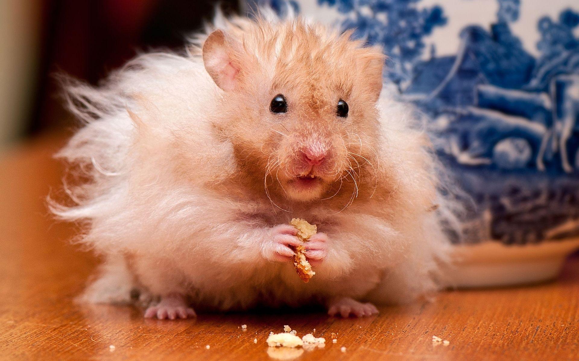 Funny Hamster Wallpapers - Top Free Funny Hamster Backgrounds ...