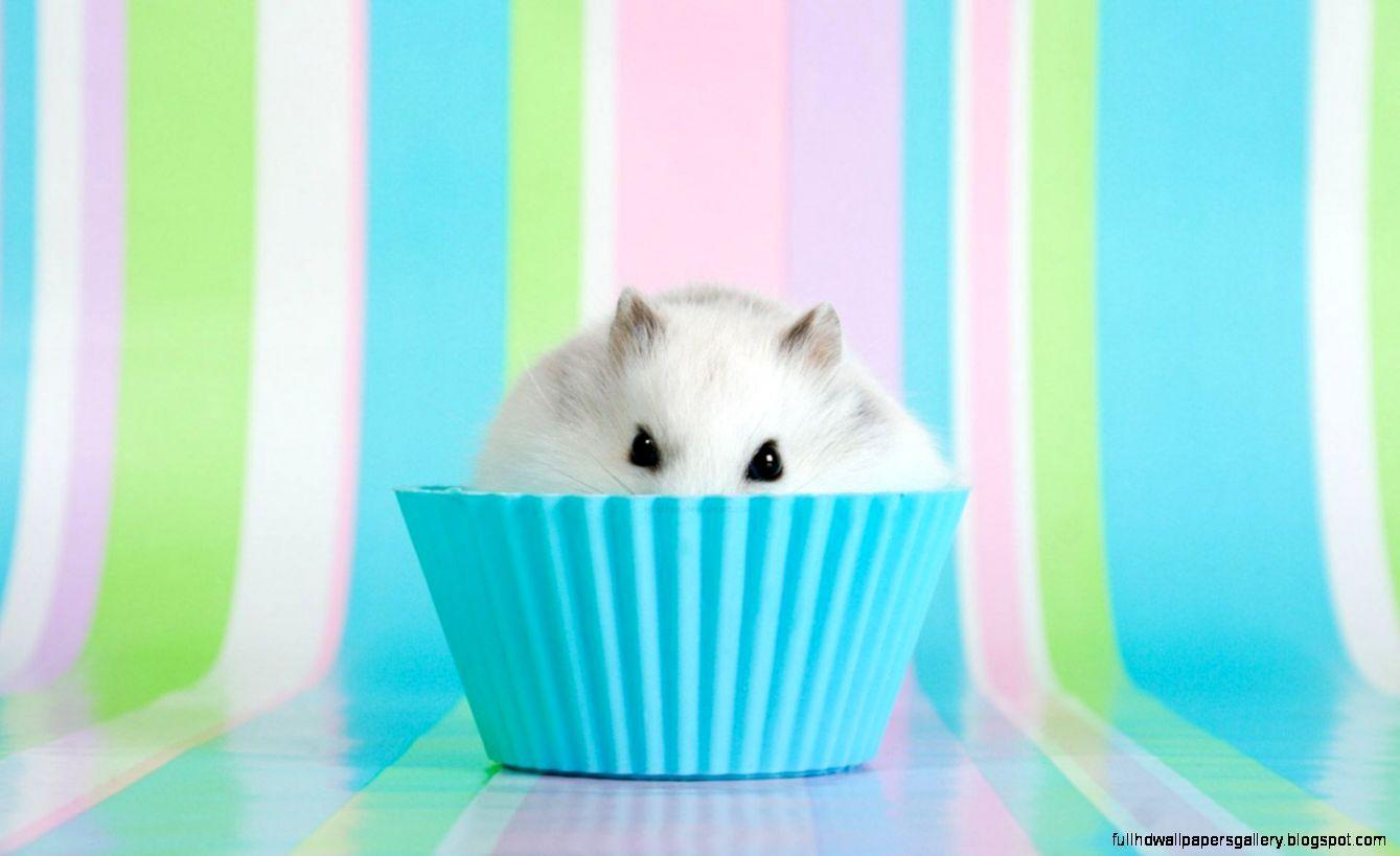 1339x819 Two Hamster Wallpaper Pics. Full HD Wallpaper