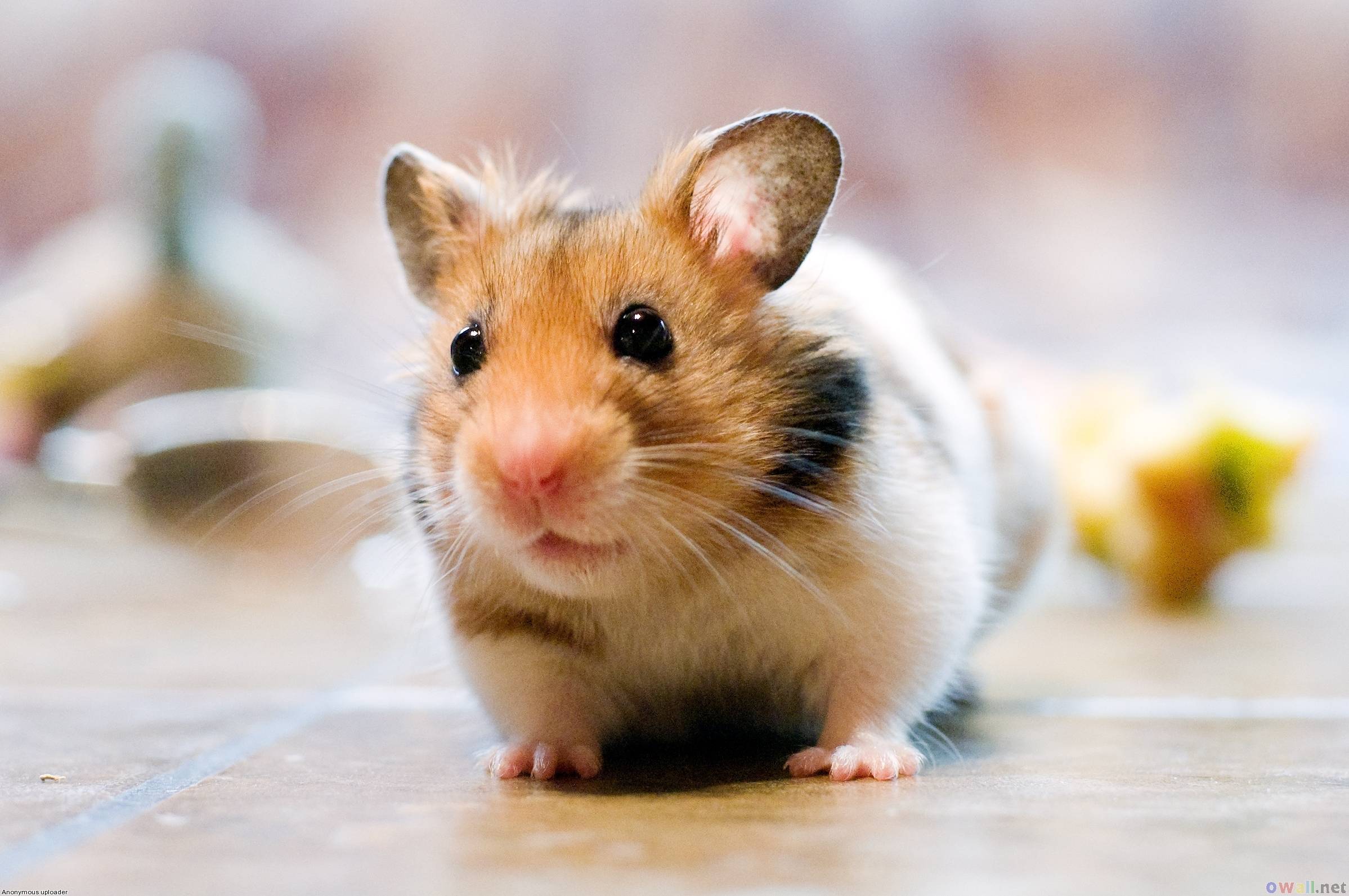 2397x1593 Cute Hamster Wallpaper