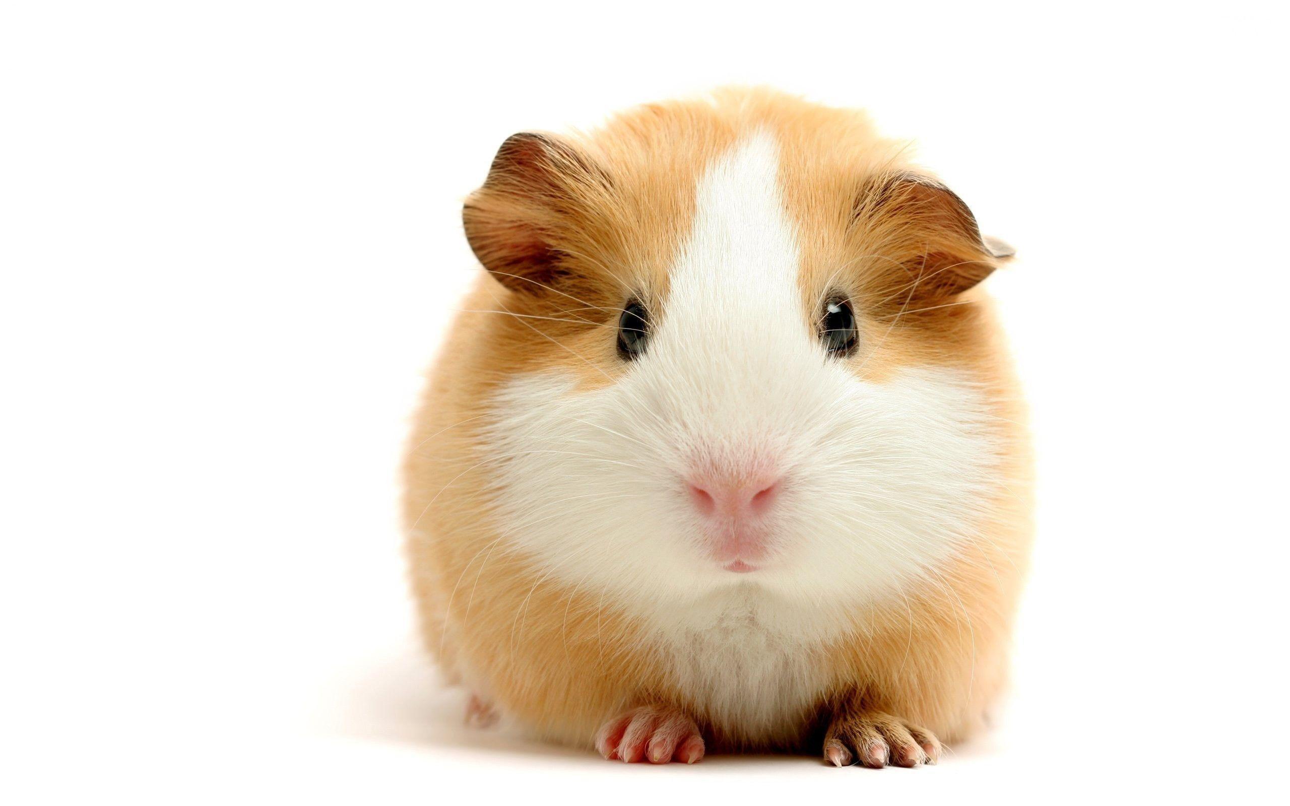 2560x1600 Cute Hamster Wallpaper