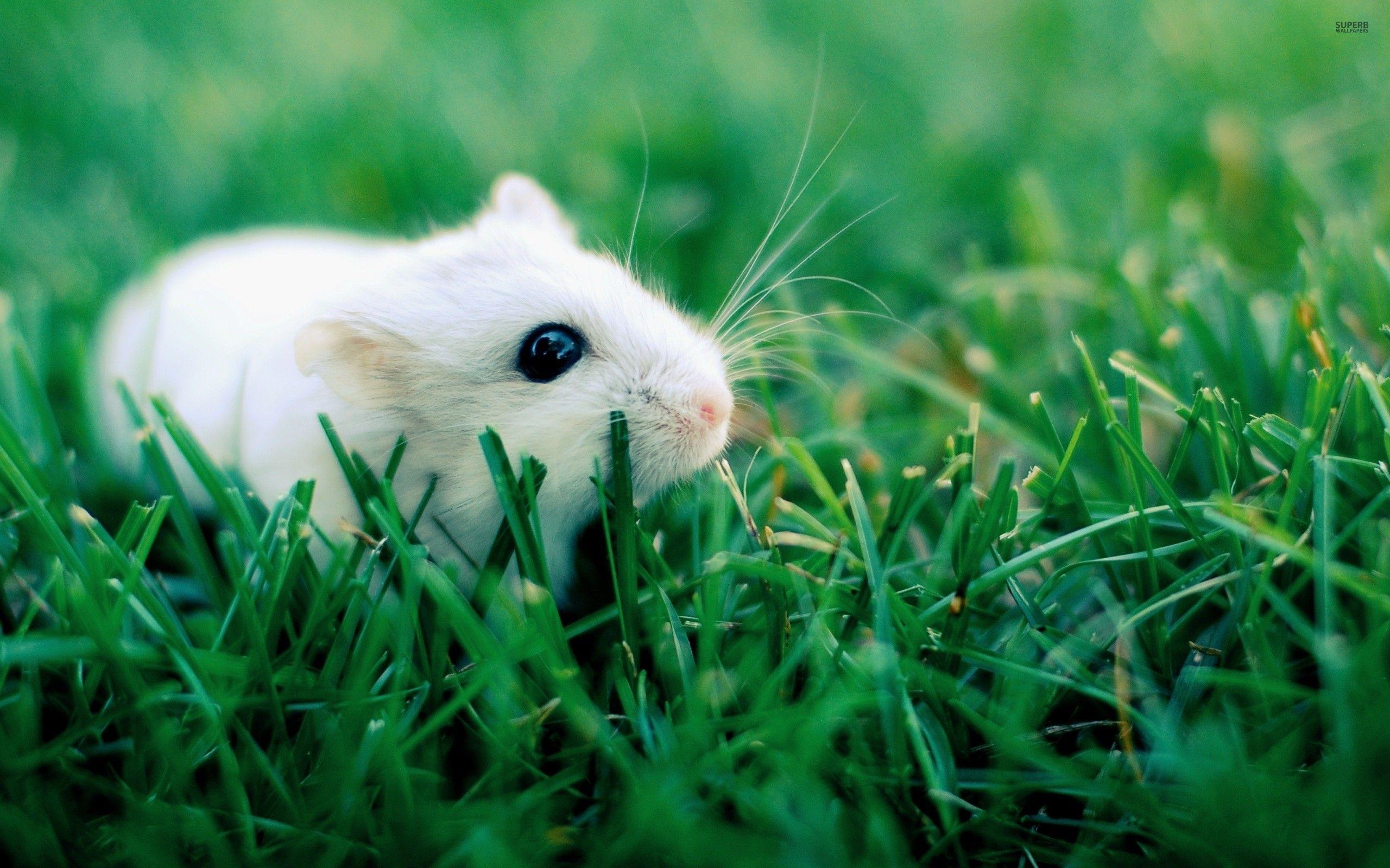 2560x1600 Cute Hamster Wallpaper