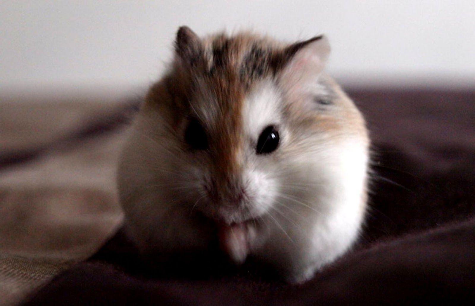 1600x1033 Cute Hamster Id