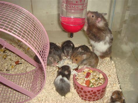 474x355 Baby Hamsters for Free .