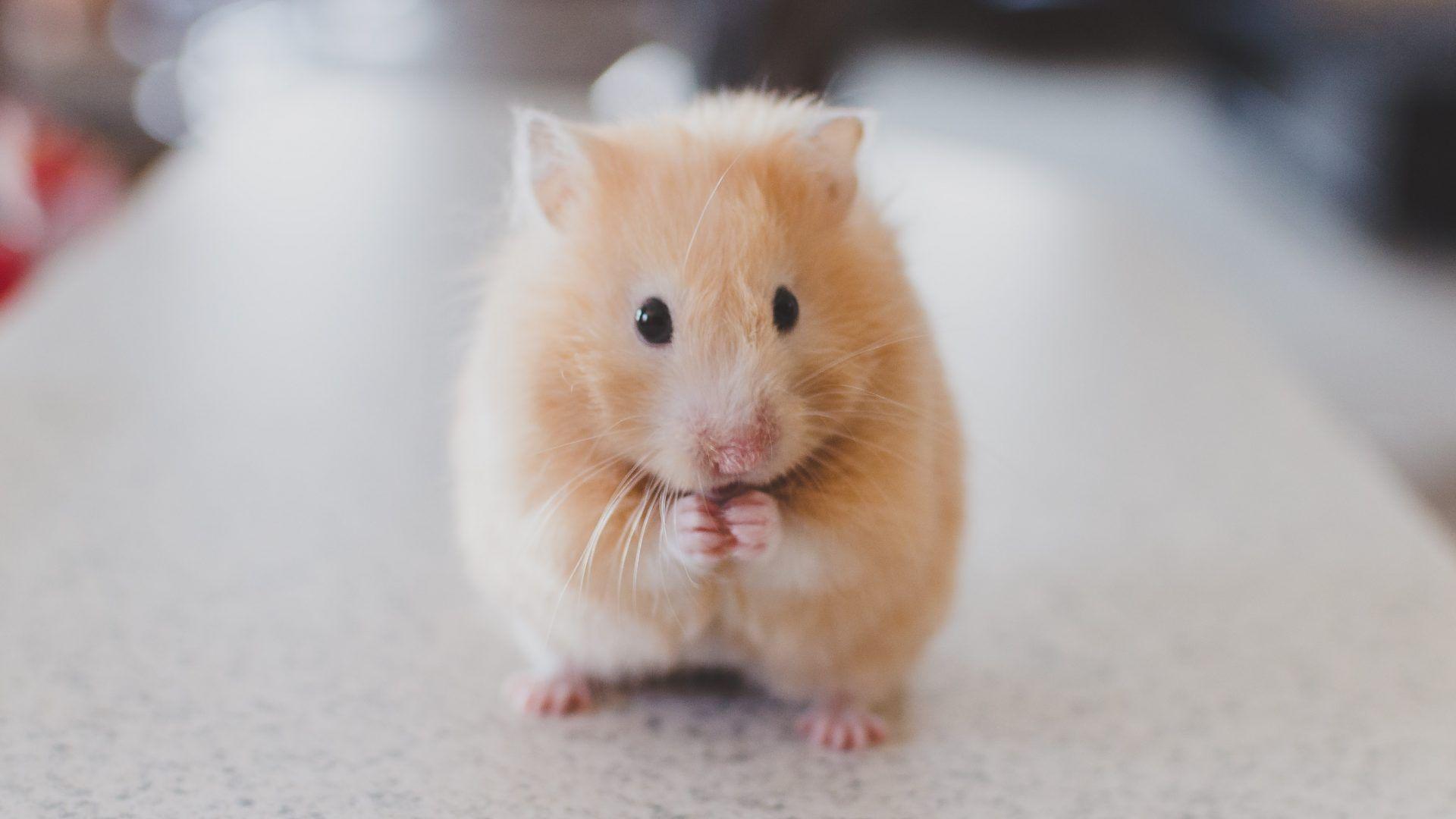 1920x1080 Cute Hamster Wallpaper Definition, High Resolution HD Wallpaper : High Definition, High Resolution HD Wallpaper