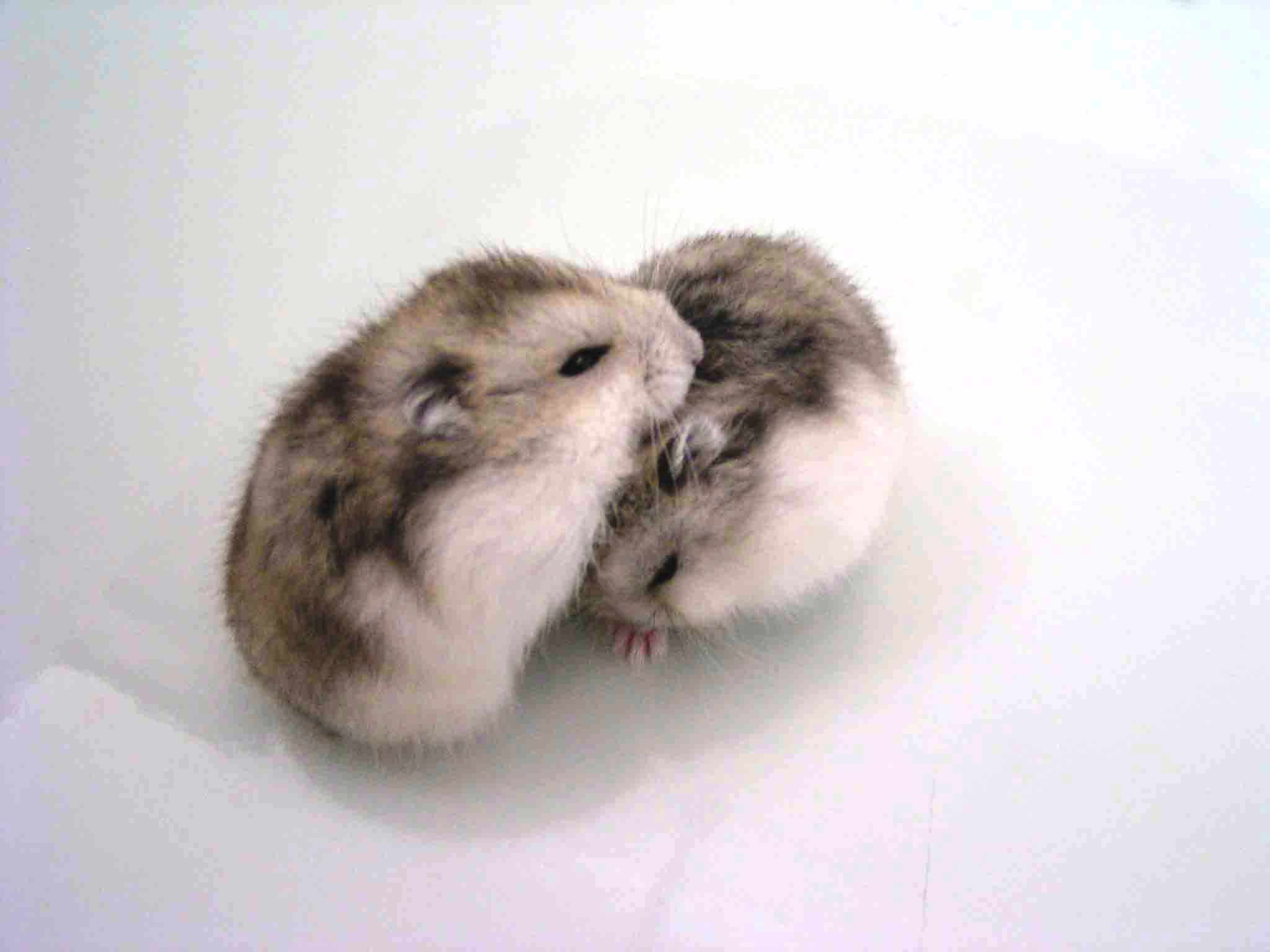 2048x1536 Cute Hamster Wallpaper