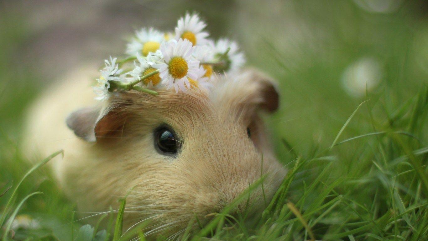 1366x768 Free download Pin Funny Hamster Wallpaper [1366x768] for your Desktop, Mobile & Tablet. Explore Hamster Wallpaper. Cute Hamster Wallpaper