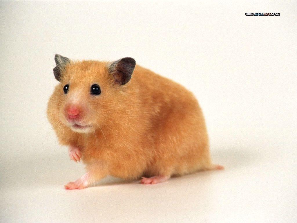 1024x768 Funny Hamster Wallpaper