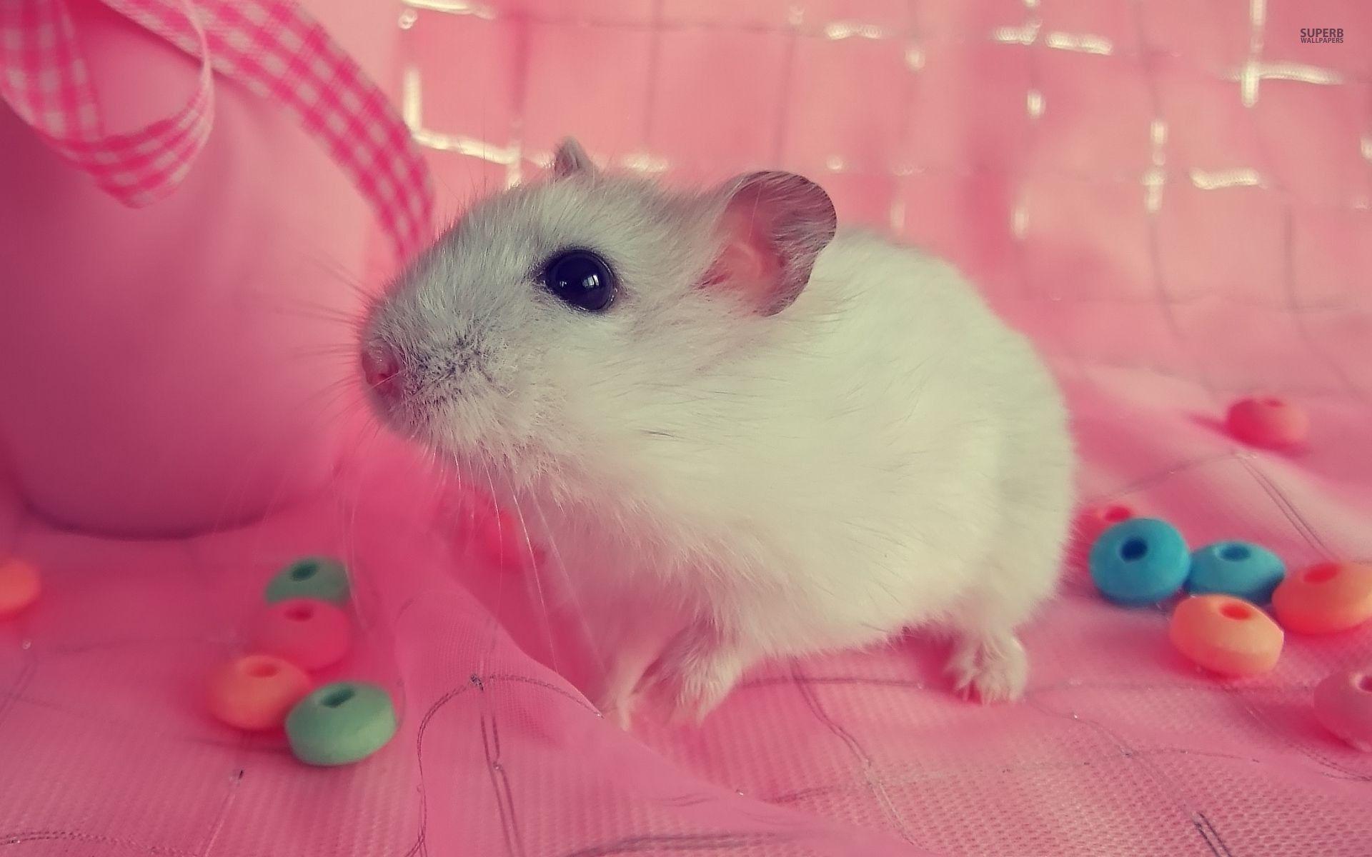 1920x1200 Cute Hamster Wallpaper background picture