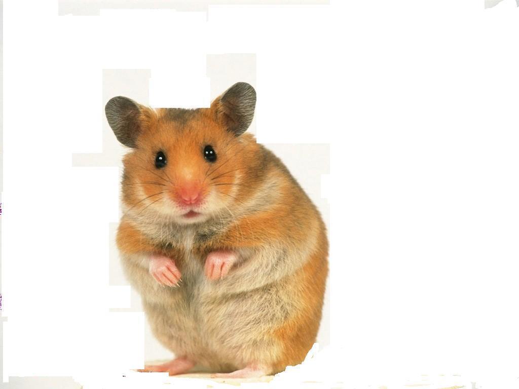 1024x768 Cute Hamster Wallpaper