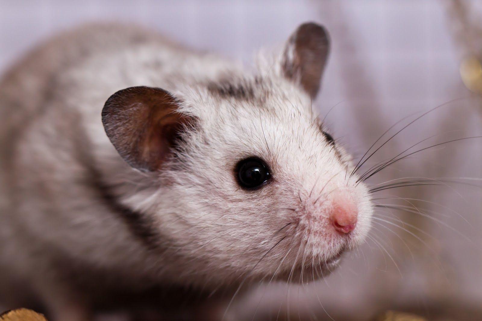 1600x1067 hamster