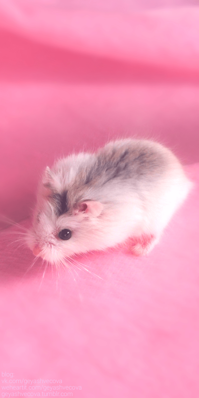 640x1280 animals, baby, background, beautiful, beauty, cute animals, fashion, fashionable, hamster, inspiration, kawaii, luxury, nature, pastel, pretty, vintage, wallpaper, cute, beauty, beautiful, wallpaper, wallpaper