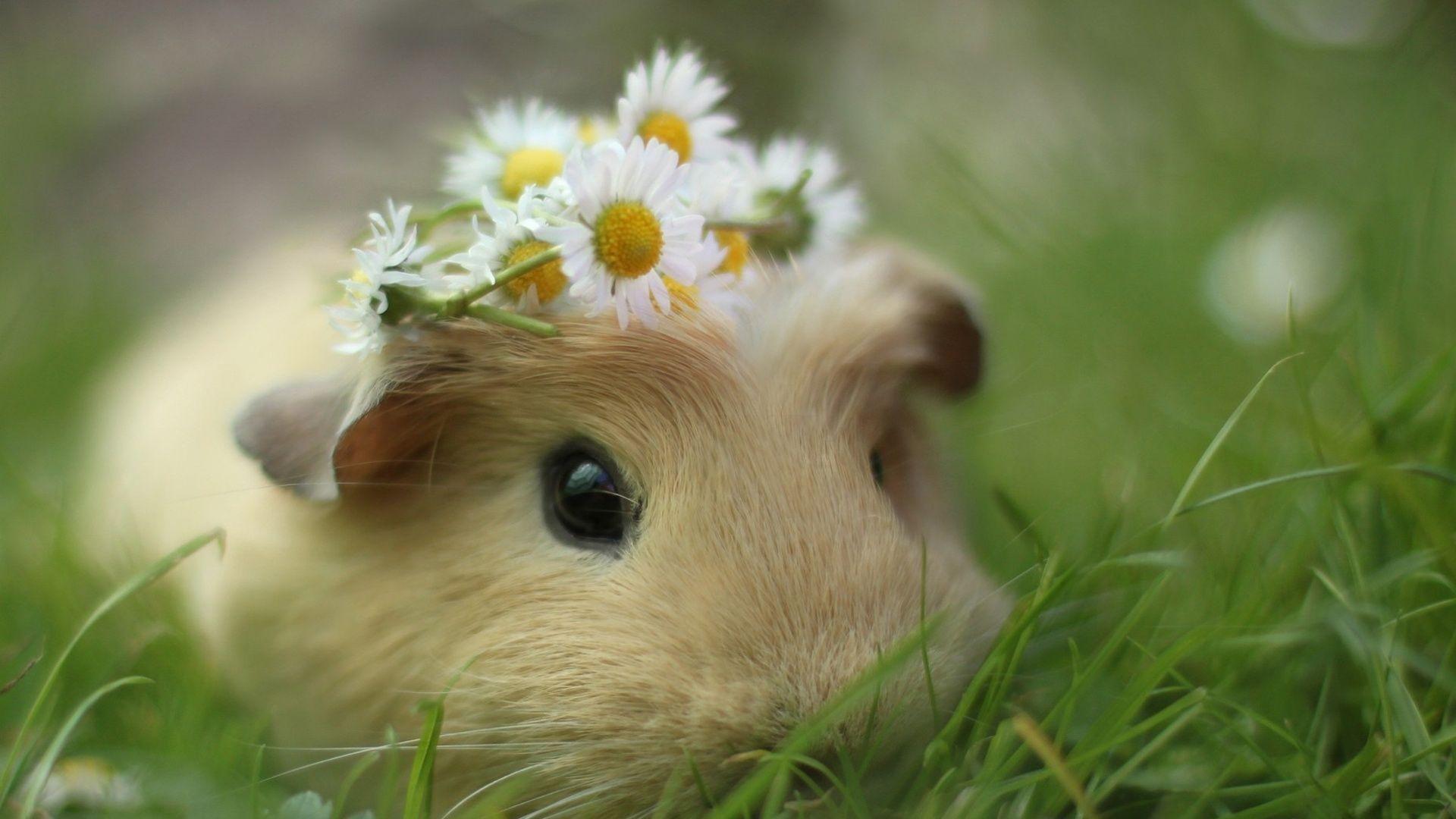 1920x1080 Guinea Pig wallpaperx1080