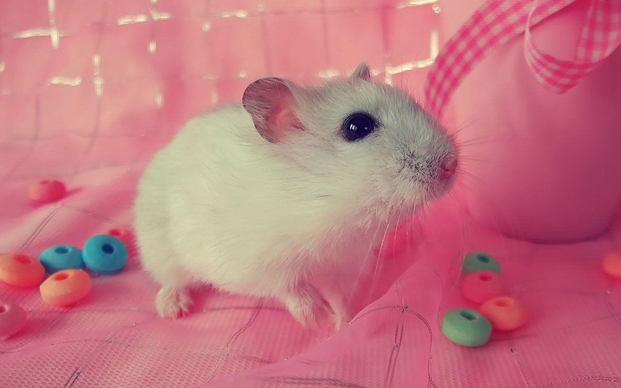 1280x800 Free download Wallpaper download wallpaperwindows xp desktop wallpaper [1280x800] for your Desktop, Mobile & Tablet. Explore Free Hamster Desktop Wallpaper. Cute Hamster Wallpaper, Hamsters Wallpaper