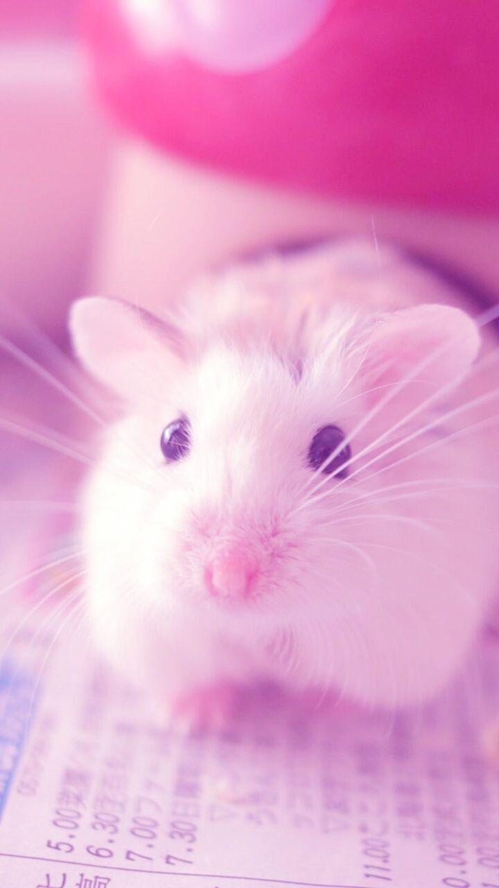 720x1280 animals, baby, background, beautiful, beauty, cute animals, fashion, fashionable, hamster, inspiration, kawaii, luxury, nature, pastel, pretty, vintage, wallpaper, cute, beauty, beautiful, wallpaper, wallpaper
