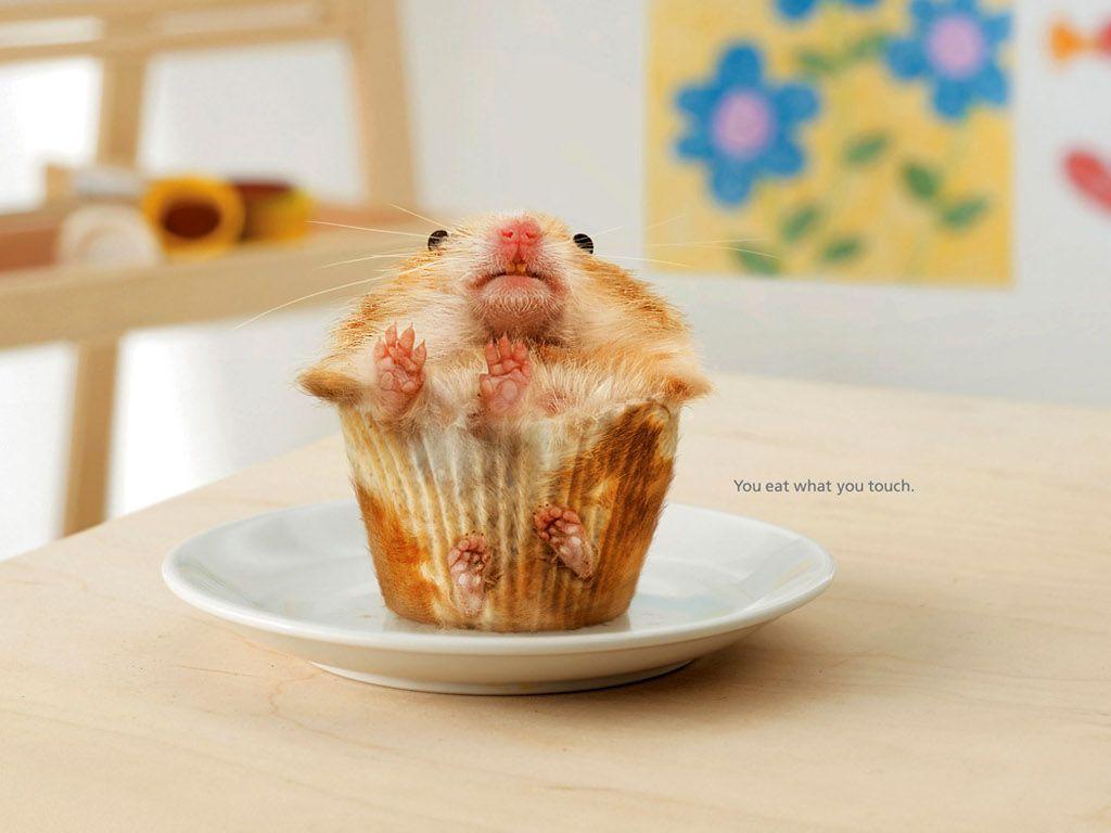 Hamster Meme Wallpapers - Top Free Hamster Meme Backgrounds